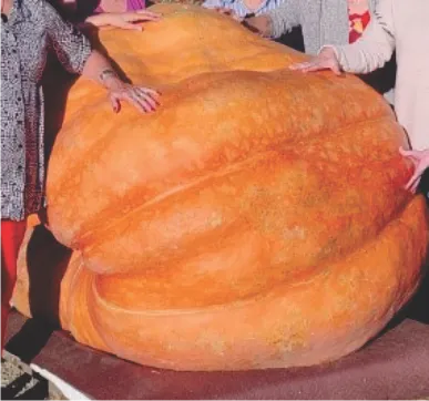 giant pumpkin