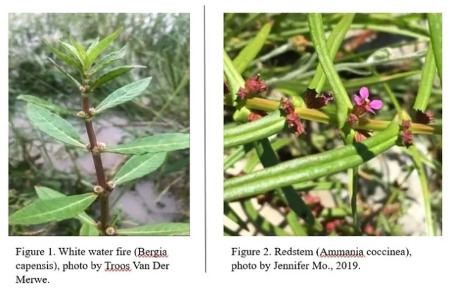 White water fire on the left and redstem on the right