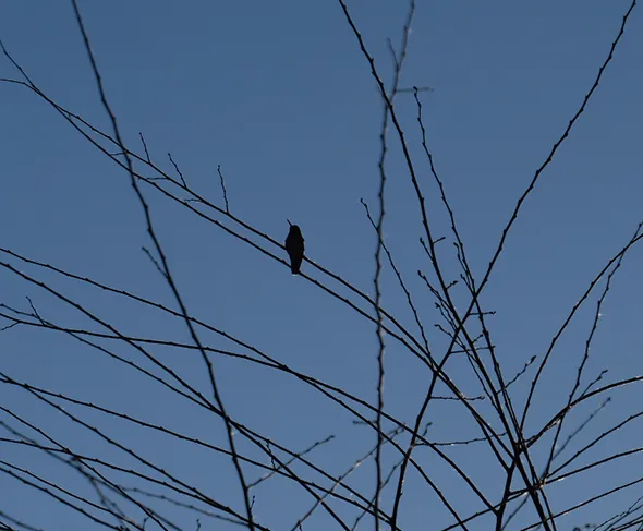 Mother hummingbird sitting at the top of the tree.