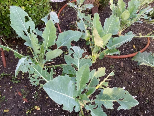 Kohlrabi leaves with pest damage that may have been caused by brown garden snails.