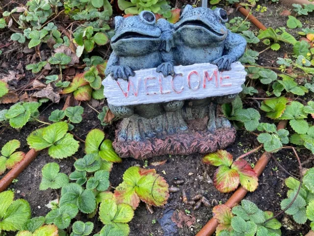 Decollate snails settle into their new home in the Master Gardeners' Children's Garden in the Garden of the Sun demonstration garden, at Winery and McKinley avenues in Fresno.