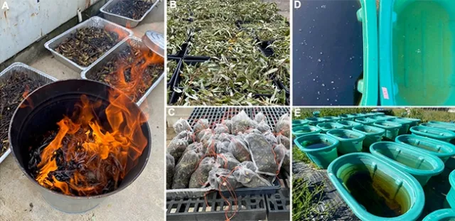 Visual differences in water quality between tanks receiving high (left) and low (right) amounts of plant detritus. Photo credit: C.Wall