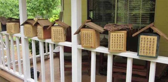 Mason bee boxes. Tom Hansen