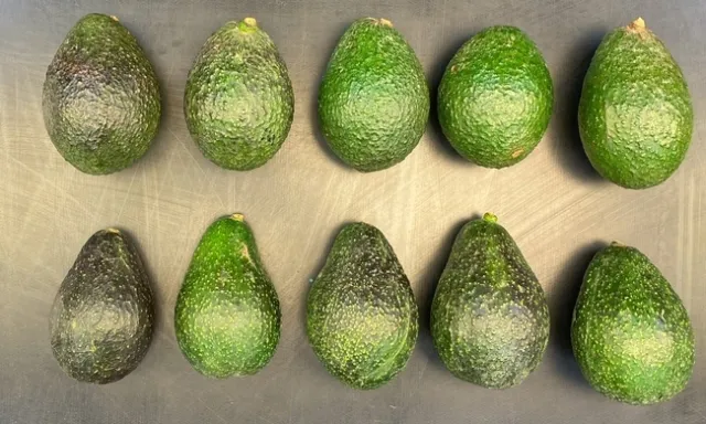 Una fila de aguacates 'Hass' (arriba) y una de aguacates 'Luna UCR' (abajo) para comparar.