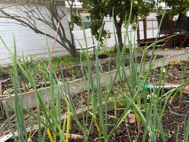 photos by Brenda Altman