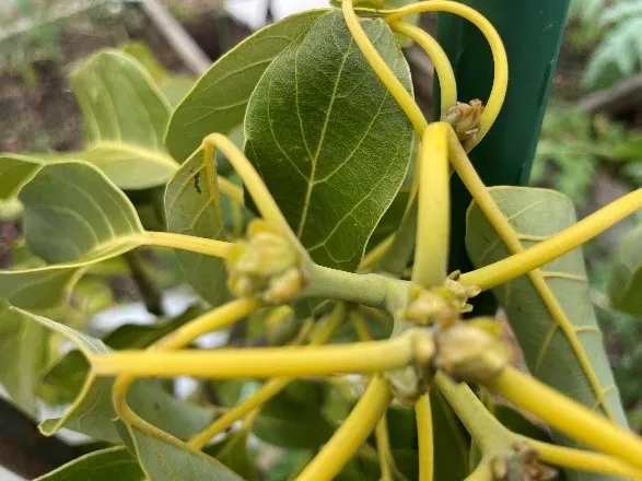 Avocado buds for you.