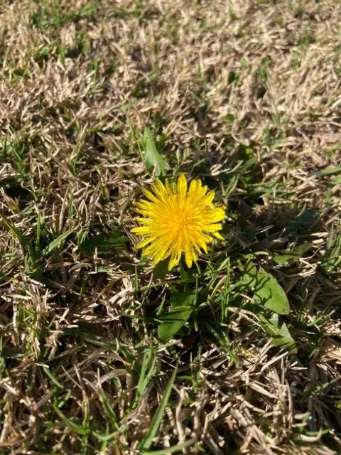 Frequent mowing helps prevent dandelions from producing and disbursing seed.