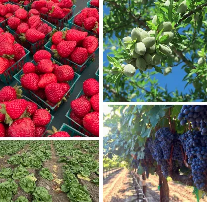 strawberries, almonds, grapes and lettuce