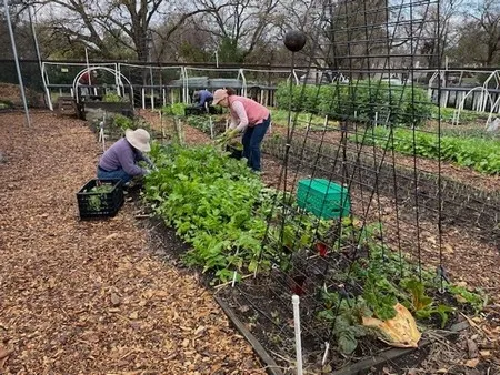 Two people gardening in the Family Bed