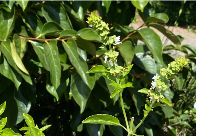 Basil plant that has flowered and gone to seed