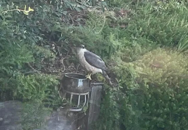Photo shows large raptor on top a large bowl of water