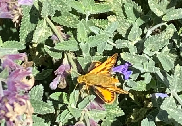 photo shows a month feeding on a catmint plant