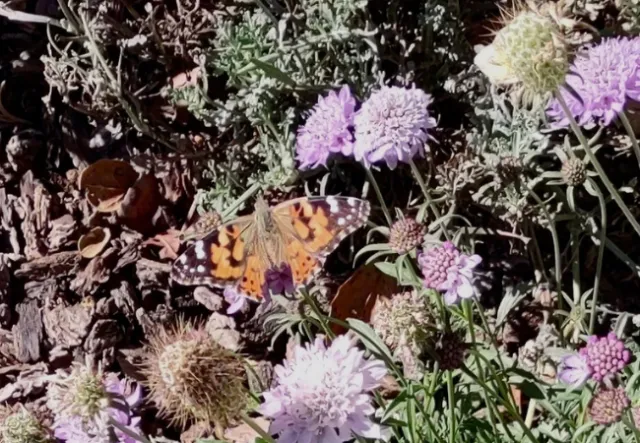 photo shows painted lady butterfly on Scabiosa plant