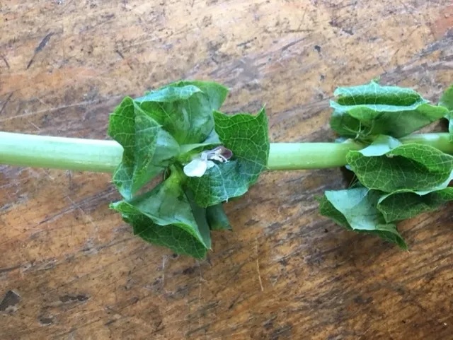 photos by Heather Hamilton