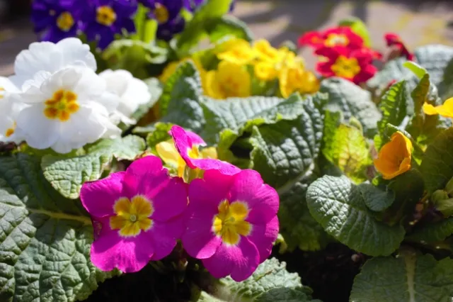 photos by Joy Humphrey