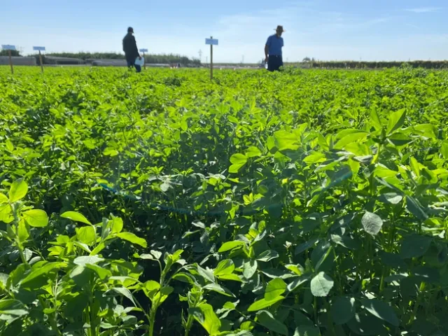 Cover crop with two men blurred in the background.