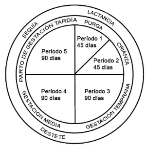 Beef reproductive cycle espanol