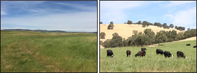 paddocks_comparison