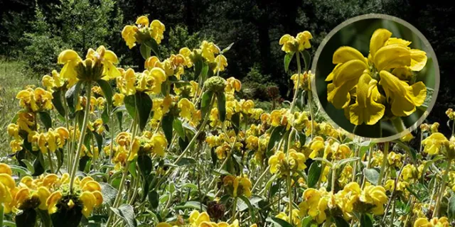 Phlomis fruticosa (Jerusalem Sage or lampwick plant)