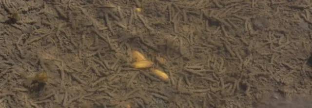 an abundant presence of seed midge on rice soil