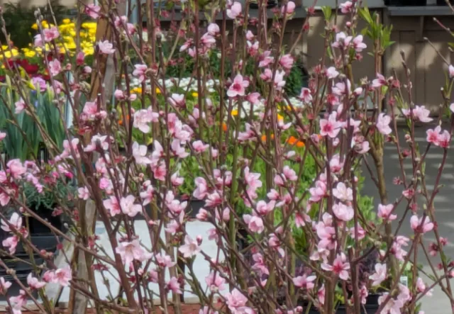 Cross pollination - plum trees - photo by Jim Farr
