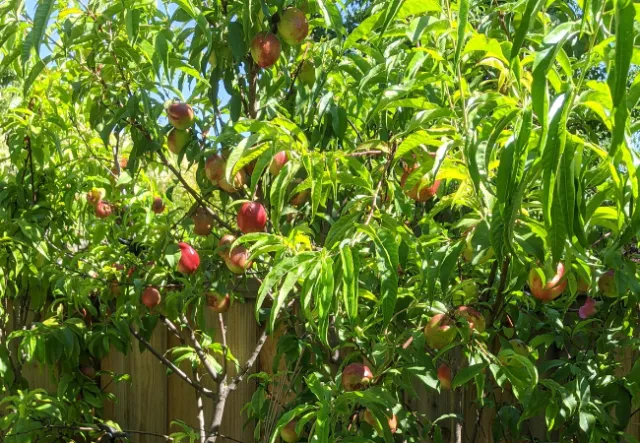 Nectarine Fruit ripening - photo by Jim Farr