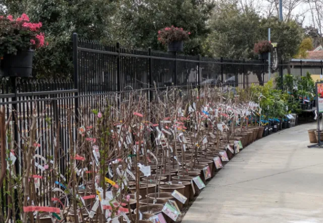 Quality of Nursery stock - photo by Jim Farr