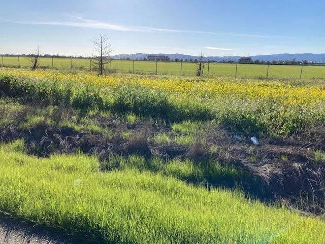 Mustard in a ditch in Elmira. photos by Michelle Davis