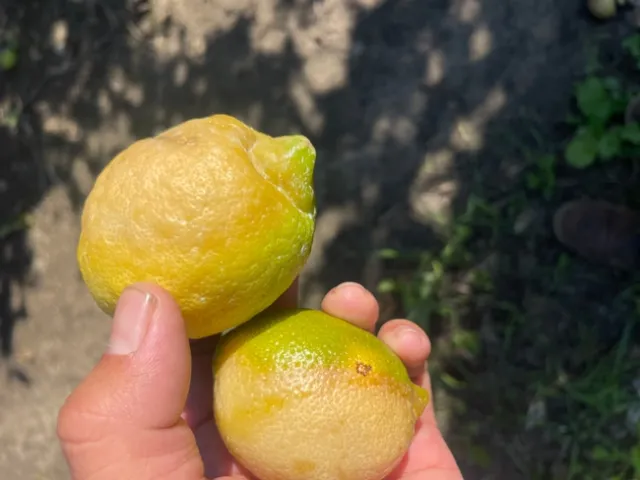 lemon brown rot