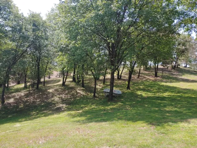 Thinned forest stand