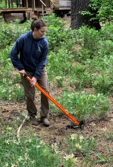 UC Blodgett Forest Research Station Manager Ariel Roughton demonstrating hand tools for removing tree seedlings