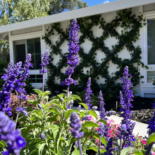 Mystic Spires Blue in full sun. photos by Janey Santos