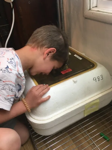 Looking into incubator