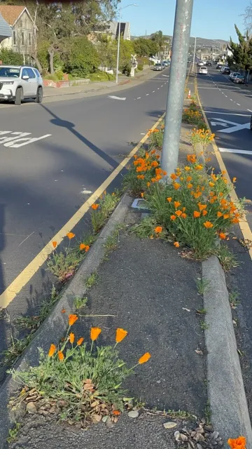 photos by Snugs Altman