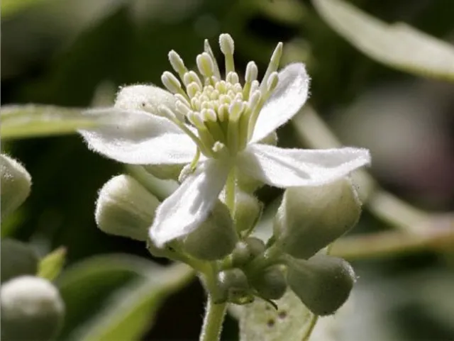 Virgin's Bower (Clematis ligusticifolia), Lynn Watson, Calscape