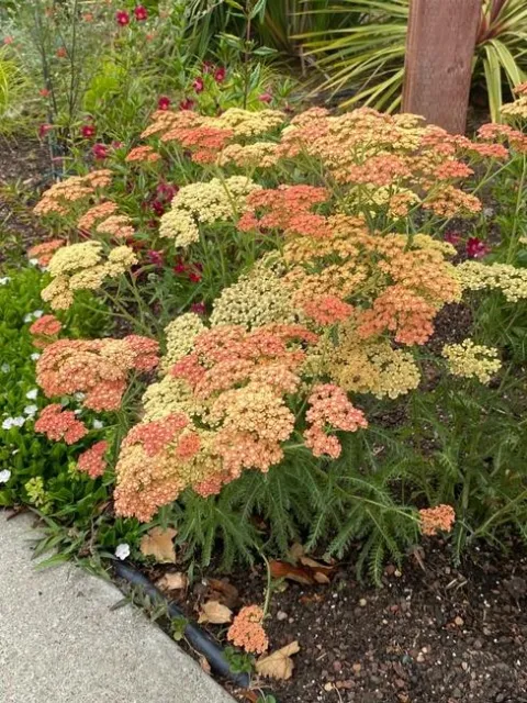 Sun-loving yarrow (Achillea millefolium ‘Salmon Beauty') is a beautiful, heat-tolerant plant for full sun locations. (Photo by Kathy Ikeda, © 2022)