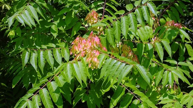 Tree of heaven are invasive trees from China that can host damaging exotic pests. (CDFA: )