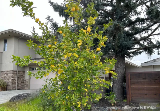 Lemon tree with yellow leaves in suburban yard