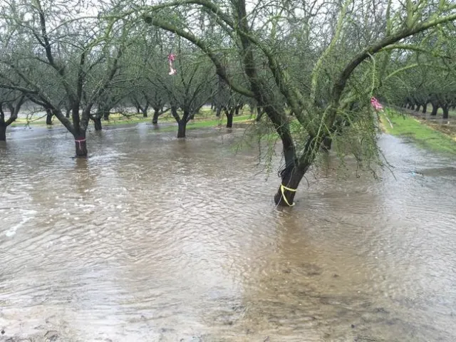 Almond orchard is used to recharge groundwater in a 2016 experiment.