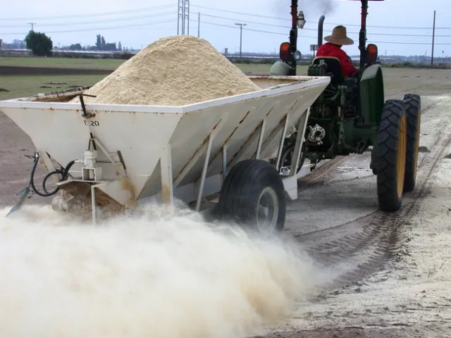 Tractor spreads rice bran before bedding in a strawberry field
