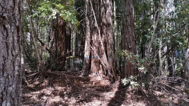 An MRC fuel reduction project preharvest. Credit: J.Andersen.