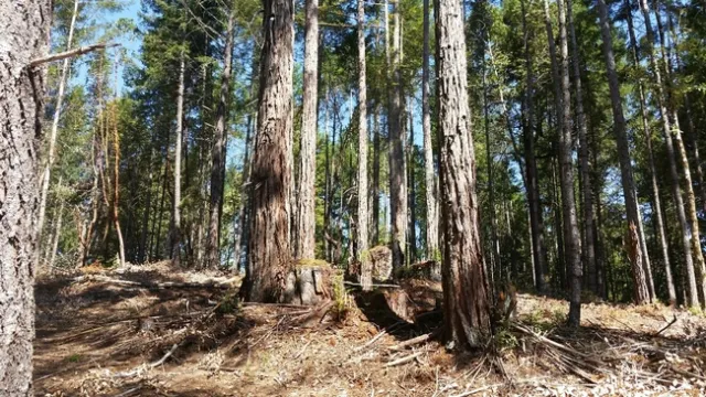 An MRC fuel reduction project postharvest. Credit: J.Andersen.