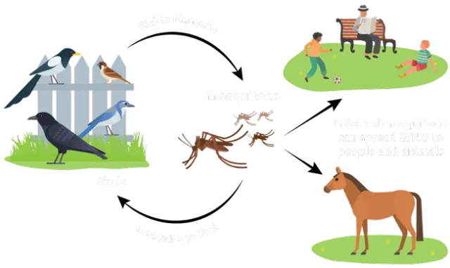 The transmission cycle of West Nile virus. Graphic from http://www.westnile.ca.gov/.
