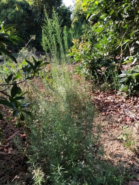 avocado weeds