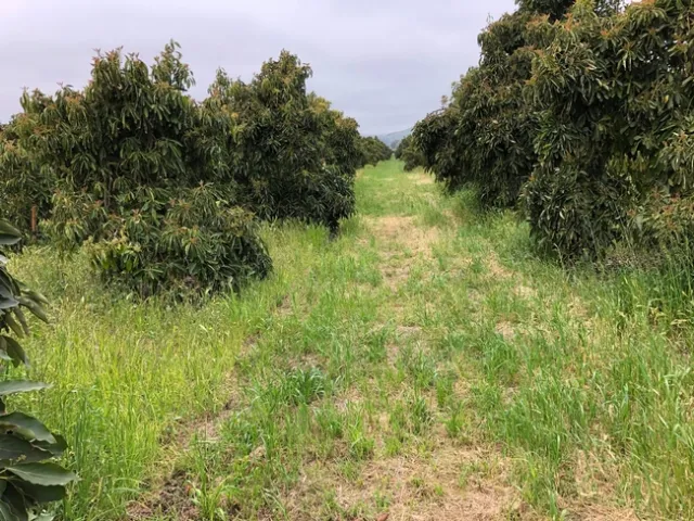 weedy avocado after the rain