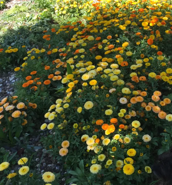 Calendula officinalis