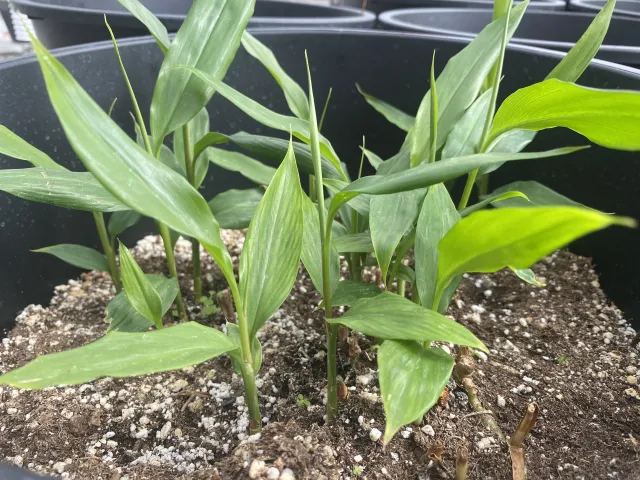 Galangal is similar to ginger but has a more citrusy flavor.