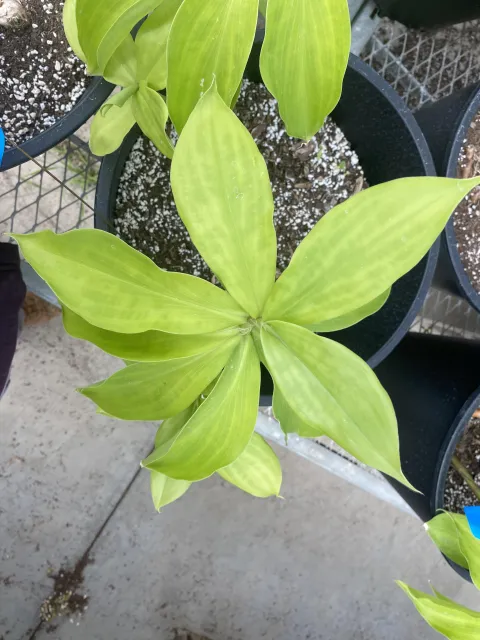 Spiral ginger grows leaves in a spiral pattern and produces edible flowers.