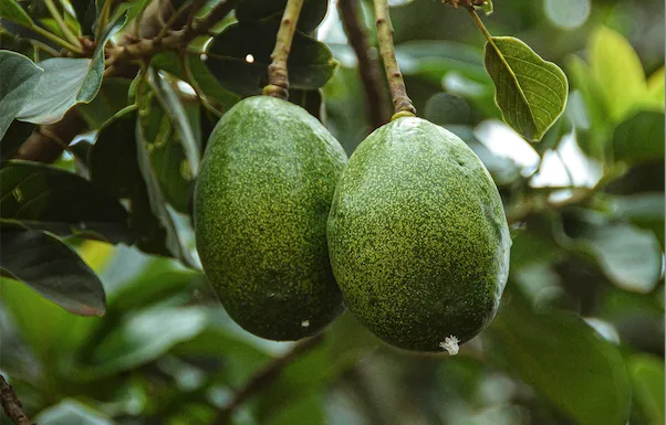 Screenshot 2024-04-24 at 4.09.38&nbsp;PM