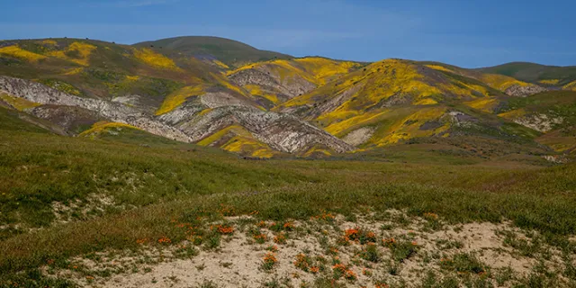 wildflowers on Carizzo Plain